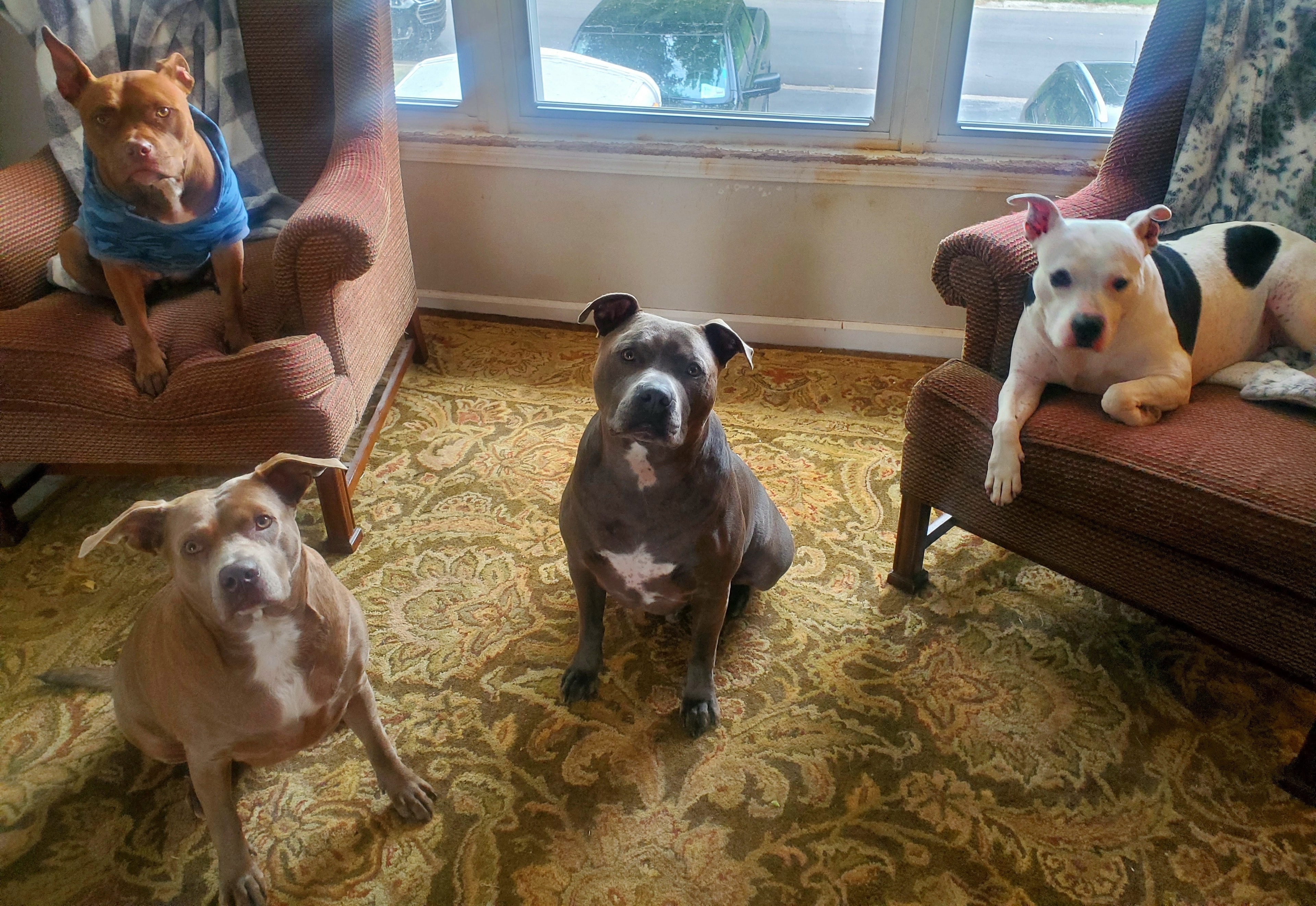 Four Pit Bulls together — KJT Gentle Dog Training welcomes all breeds